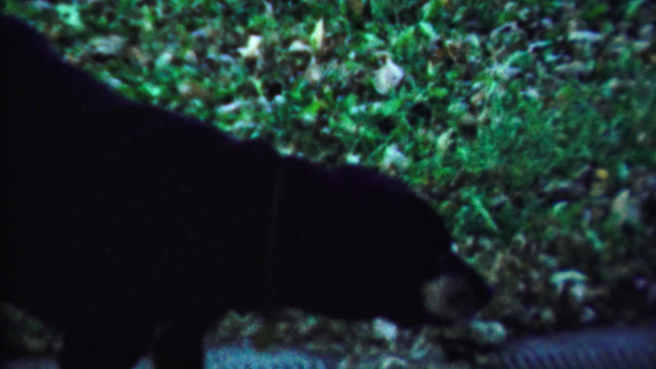 A close, partial view shows the dark dog crossing the frame near grass and ground cover in the Kansas home-movie scene.