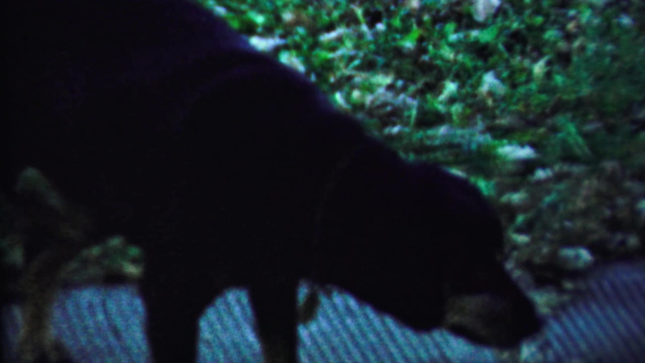 The dog pauses or moves slowly with its head lowered near a walkway, surrounded by grass and scattered yard debris.
