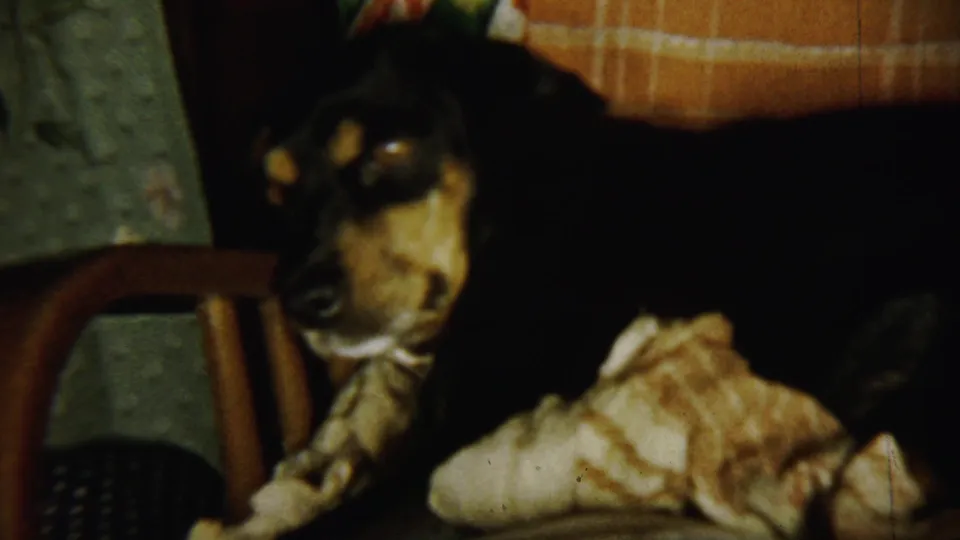 A black and tan dog rests on a patterned couch in a dim home interior, filmed in soft 8mm color.