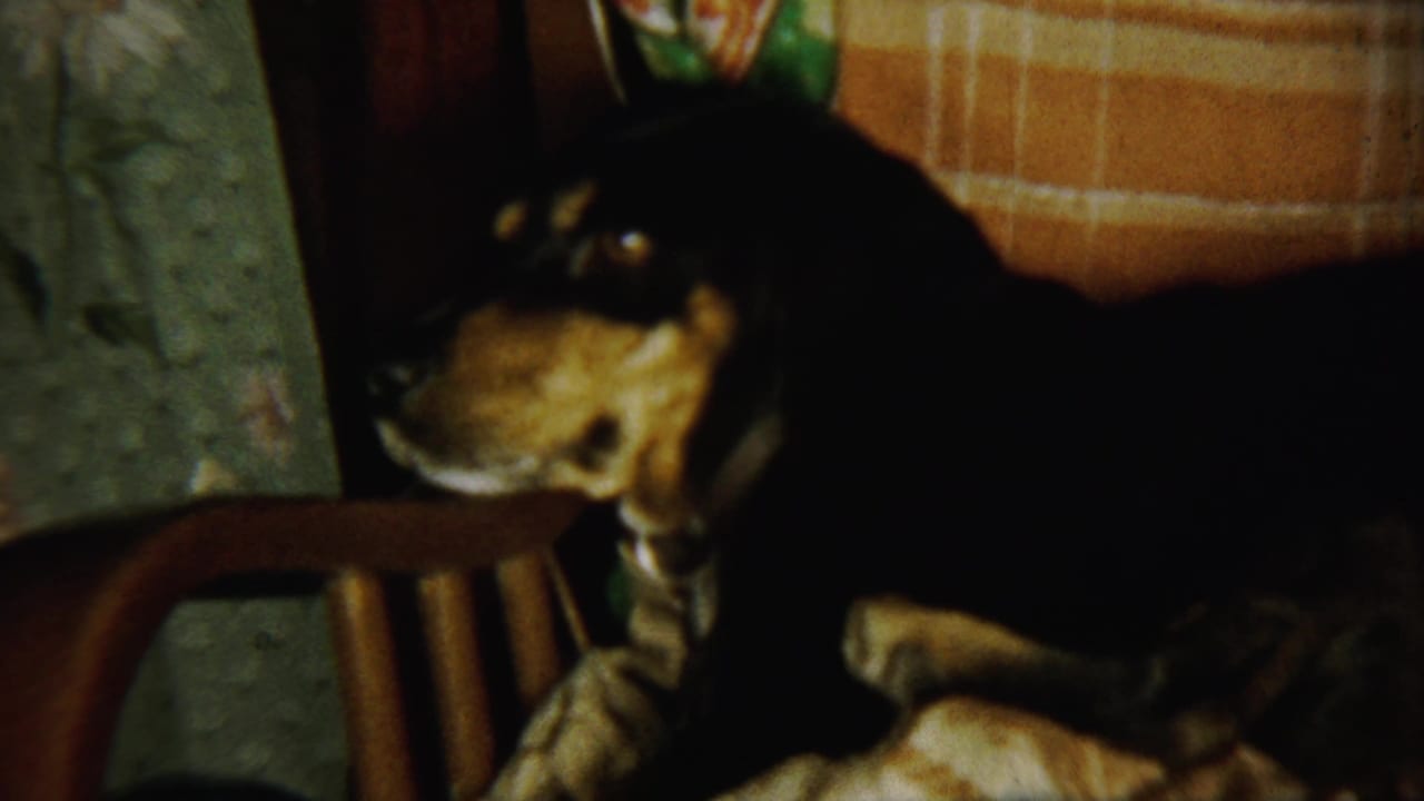 Black-and-tan dog resting on a wooden chair in a dim room.