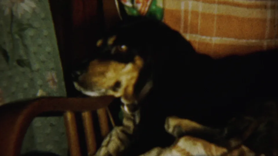 Black-and-tan dog wearing a collar rests on a wooden chair inside a Chadron, Nebraska home-movie interior from 1959.