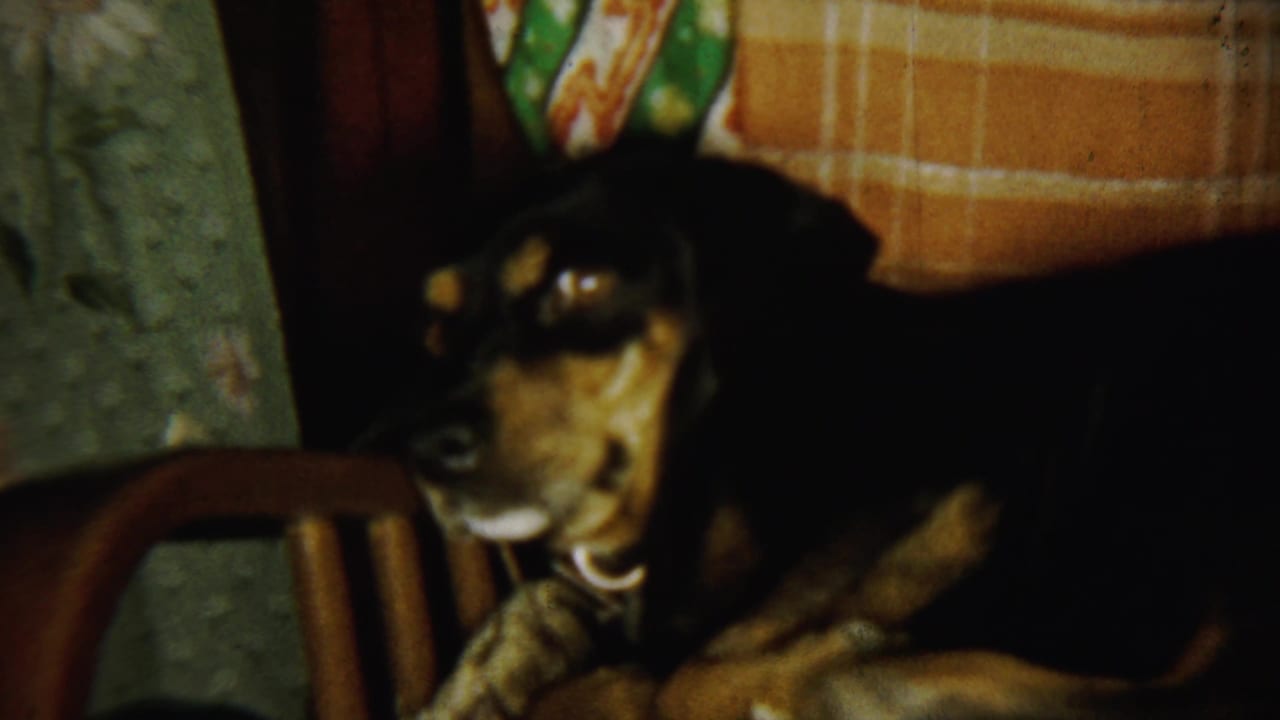 Dog on a chair with its head turned toward the room.