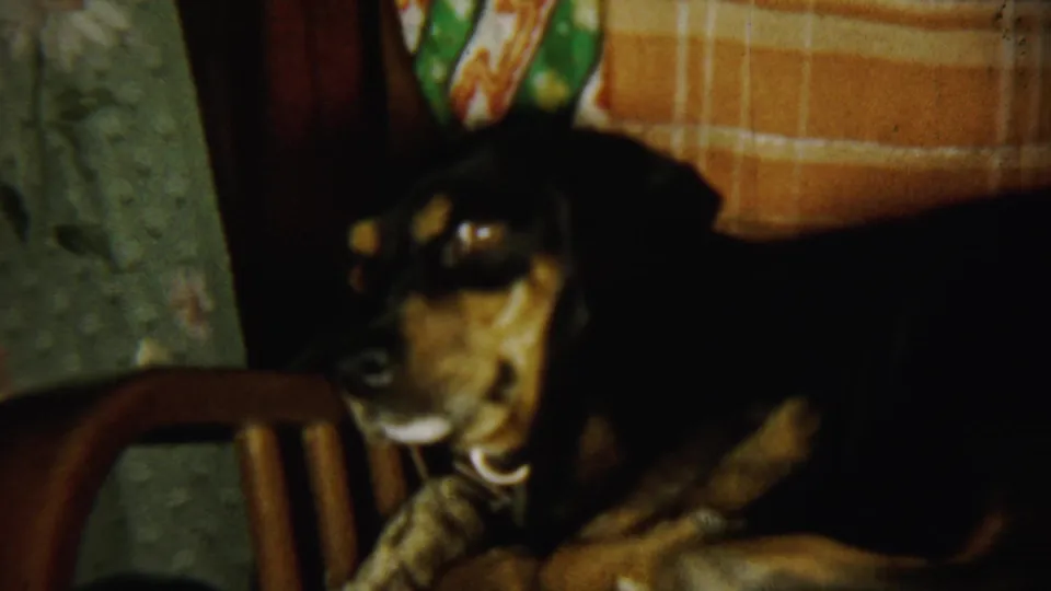 The collared dog remains on the chair, head turned slightly, in dim 1959 home-movie footage from Chadron, Nebraska.