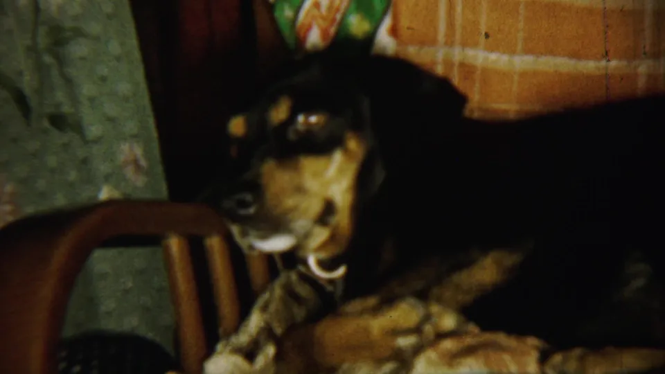 A black-and-tan dog lies low across the chair, with plaid upholstery and hanging fabric visible in the private interior.