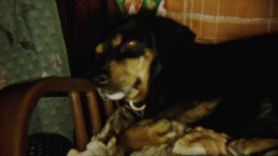 The collared dog remains relaxed on the wooden chair in warm, grainy 8mm footage from a 1959 Chadron, Nebraska home movie.