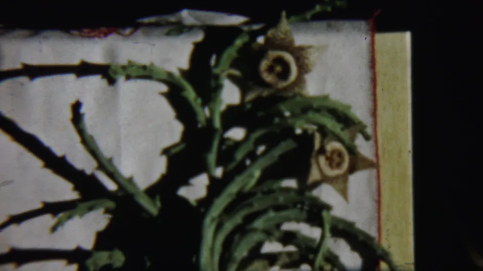 Spiky green plant with dried star-shaped flowers appears near a pale wall and dark opening in the 1959 Chadron home-movie clip.