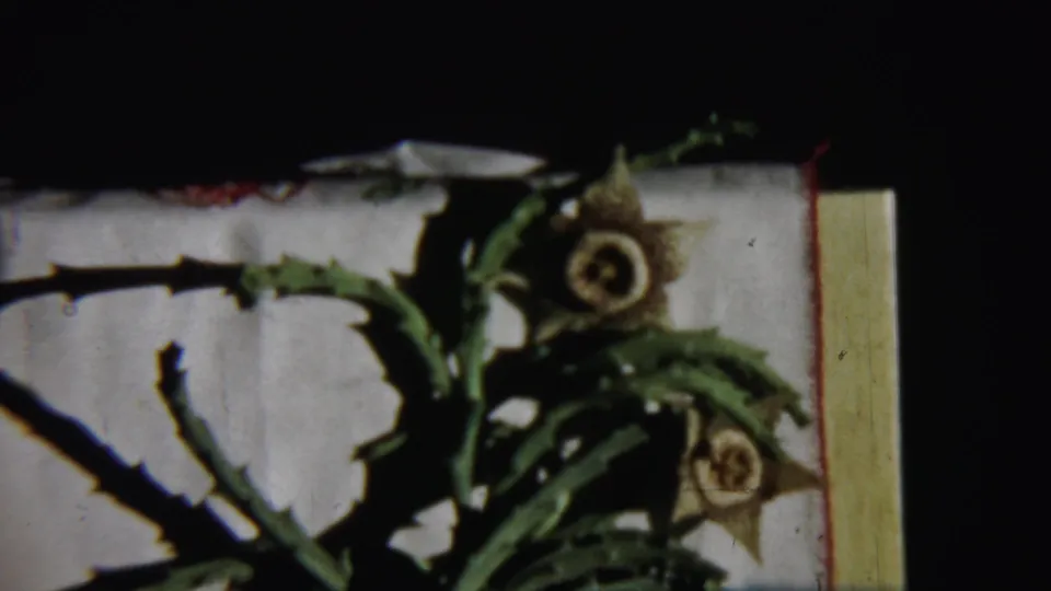 1959 Chadron, Nebraska 8mm frame showing spiky green plant stems and yellow flowers in soft focus against a pale surface.