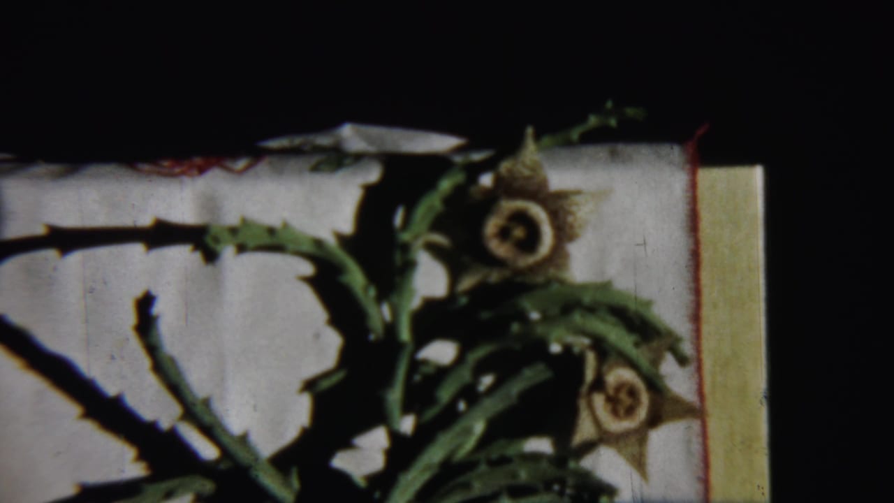 Similar close-up of yellow flowers and green stems with dark borders around the frame.