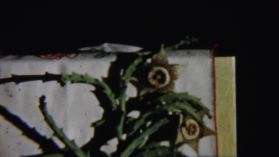 1959 Chadron, Nebraska 8mm frame showing the same yellow flowers and green plant stems from a close handheld angle.