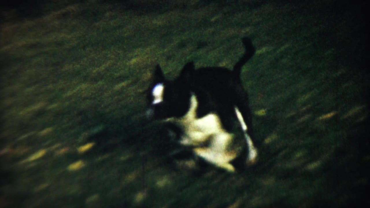 Black-and-white dog moving across a grassy yard.