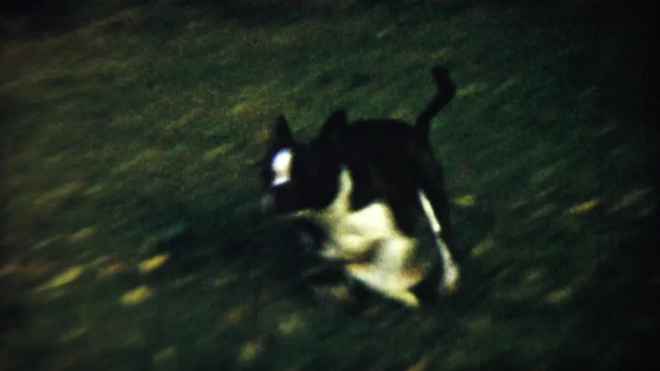 Black-and-white dog with white markings moves through a grassy backyard in Chadron, Nebraska, 1959.