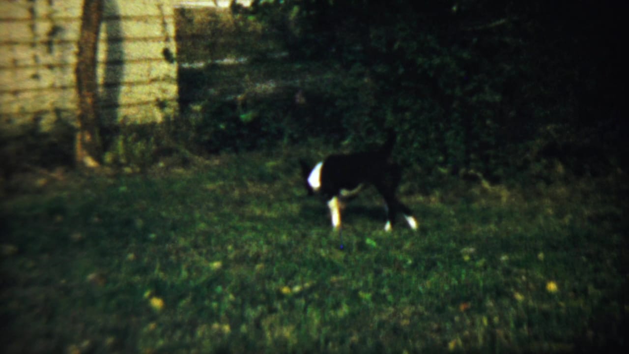 Dog sniffing grass near shrubs and a light-sided wall.