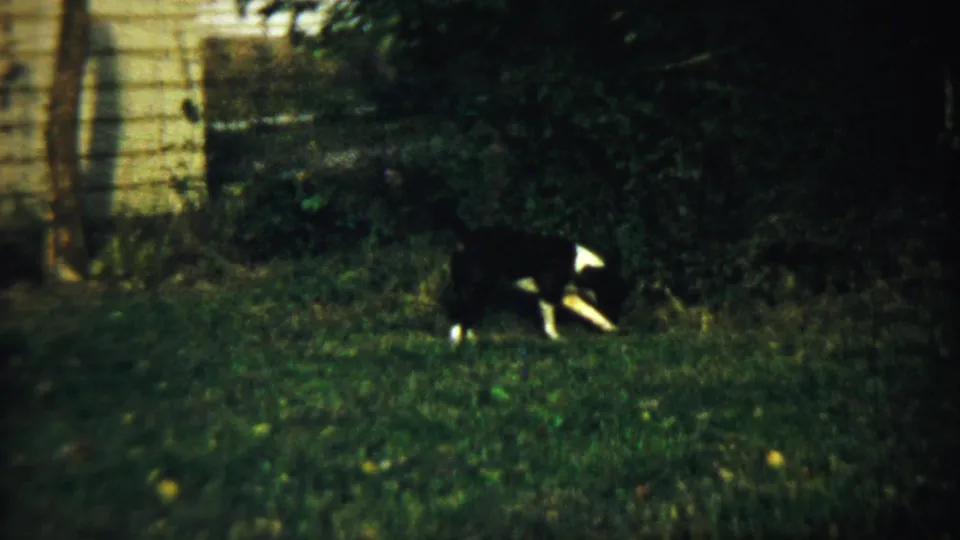 A black-and-white dog walks across the lawn with dark shrubs and a pale exterior wall behind it.