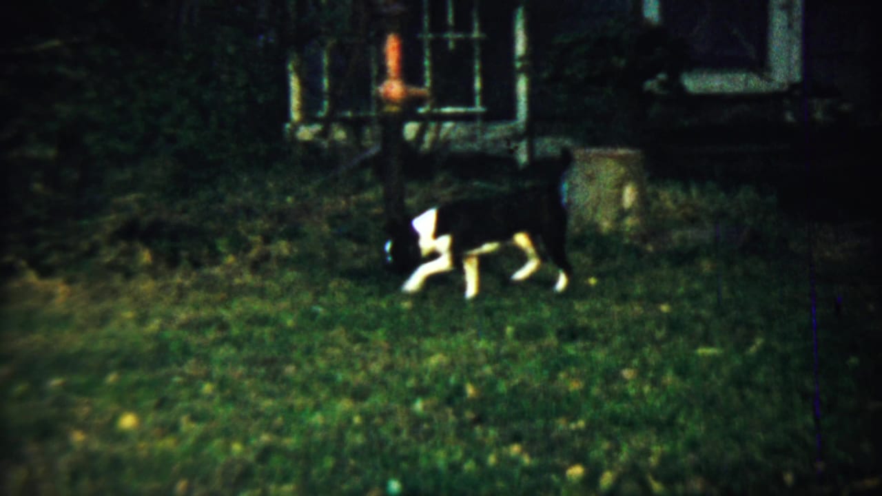 Black-and-white dog sniffing grass in a shaded backyard near a house exterior.
