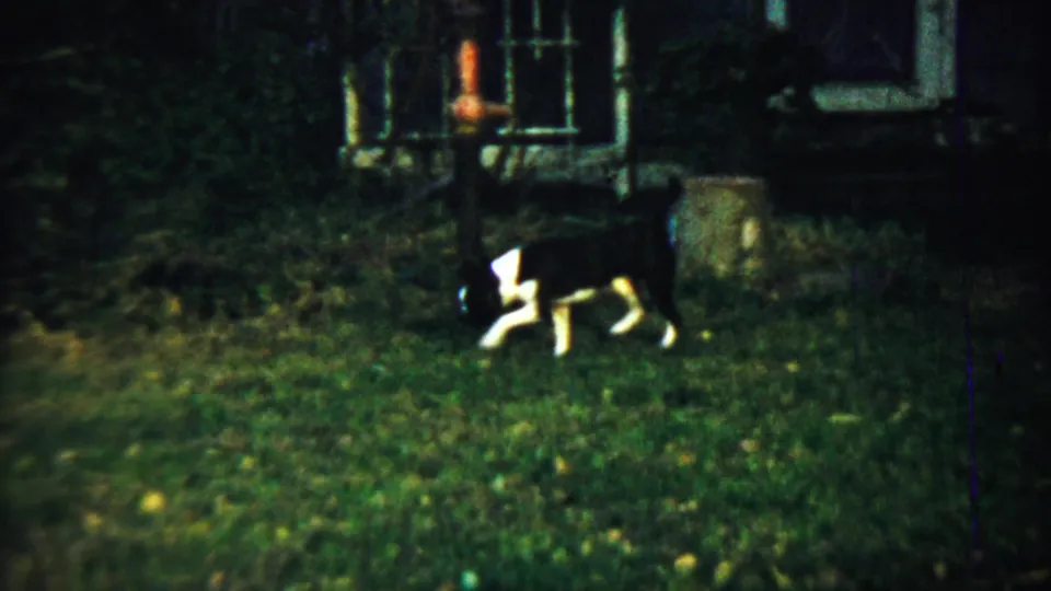 In 1959 Chadron, Nebraska home-movie footage, a black-and-white dog noses through grass near shrubs and a shaded residential exterior.
