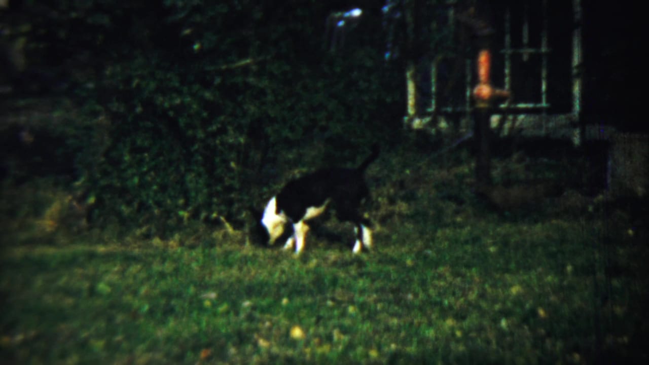 Black-and-white dog sniffing low in the grass beside dense greenery.