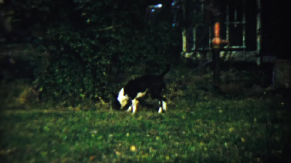 The dog continues sniffing across the Chadron backyard lawn, with dark foliage and a small house-side structure behind it.