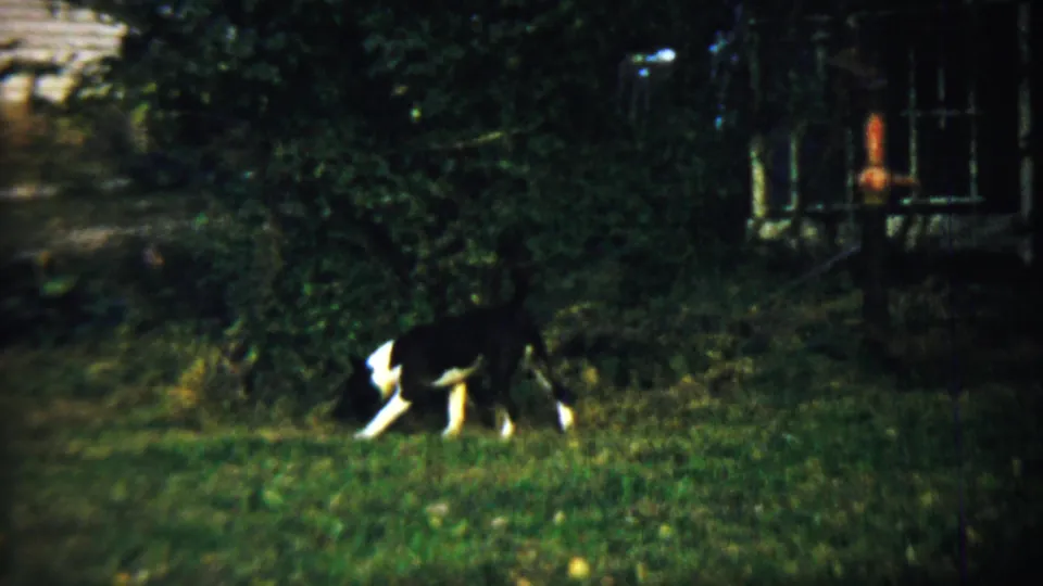 A black-and-white dog moves left across the lawn in the 1959 home-movie scene, framed by trees, shadow, and a residential yard edge.