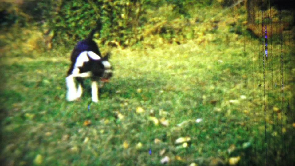 Near the end of the clip, the black-and-white dog turns in brighter grass, with leafy plants and 8mm color shift visible around the yard.
