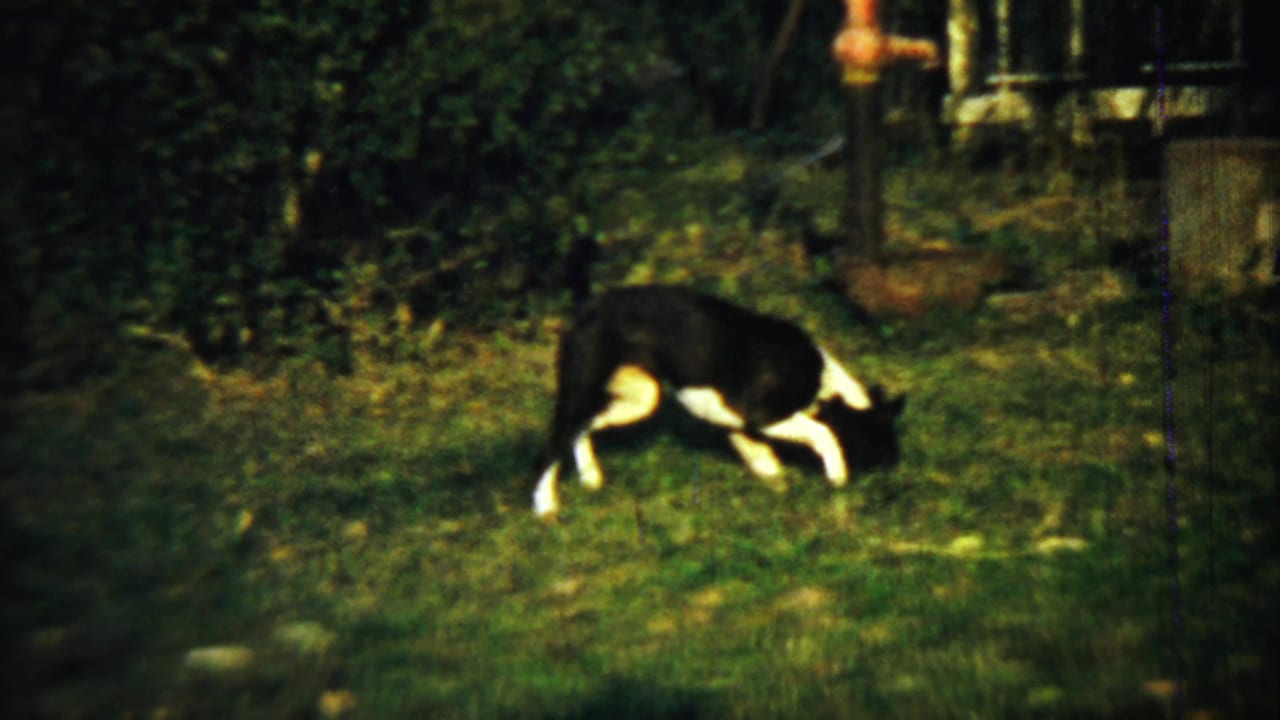 Black-and-white dog sniffing grass in a shaded yard.