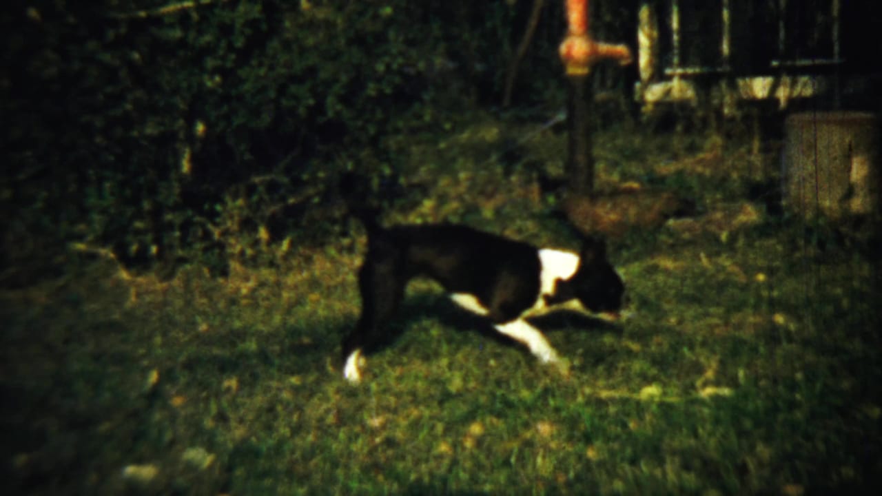 Dog walking across grass with trees and a small structure behind it.