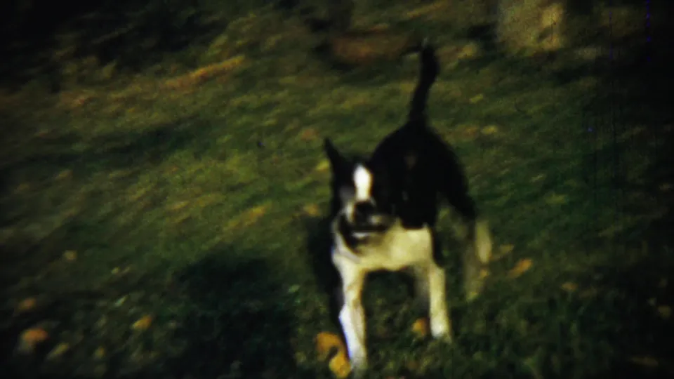Boston Terrier running toward the camera in 1959 Chadron home-movie footage, tail raised and face partly visible.