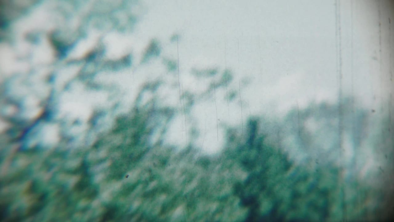 Soft, overexposed view of shrubs and foliage in bright daylight.
