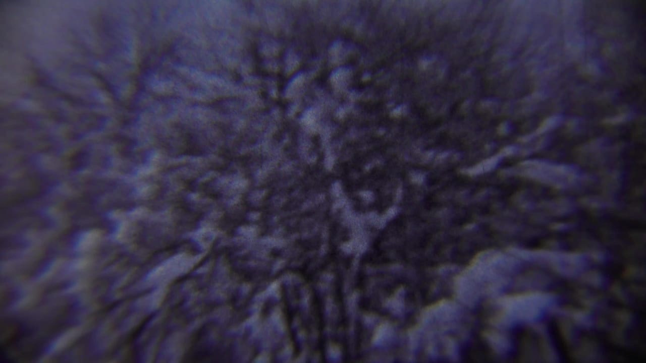Snow-laden branches and winter trees fill the frame in cool-tinted 8mm footage from the Chadron, Nebraska clip.