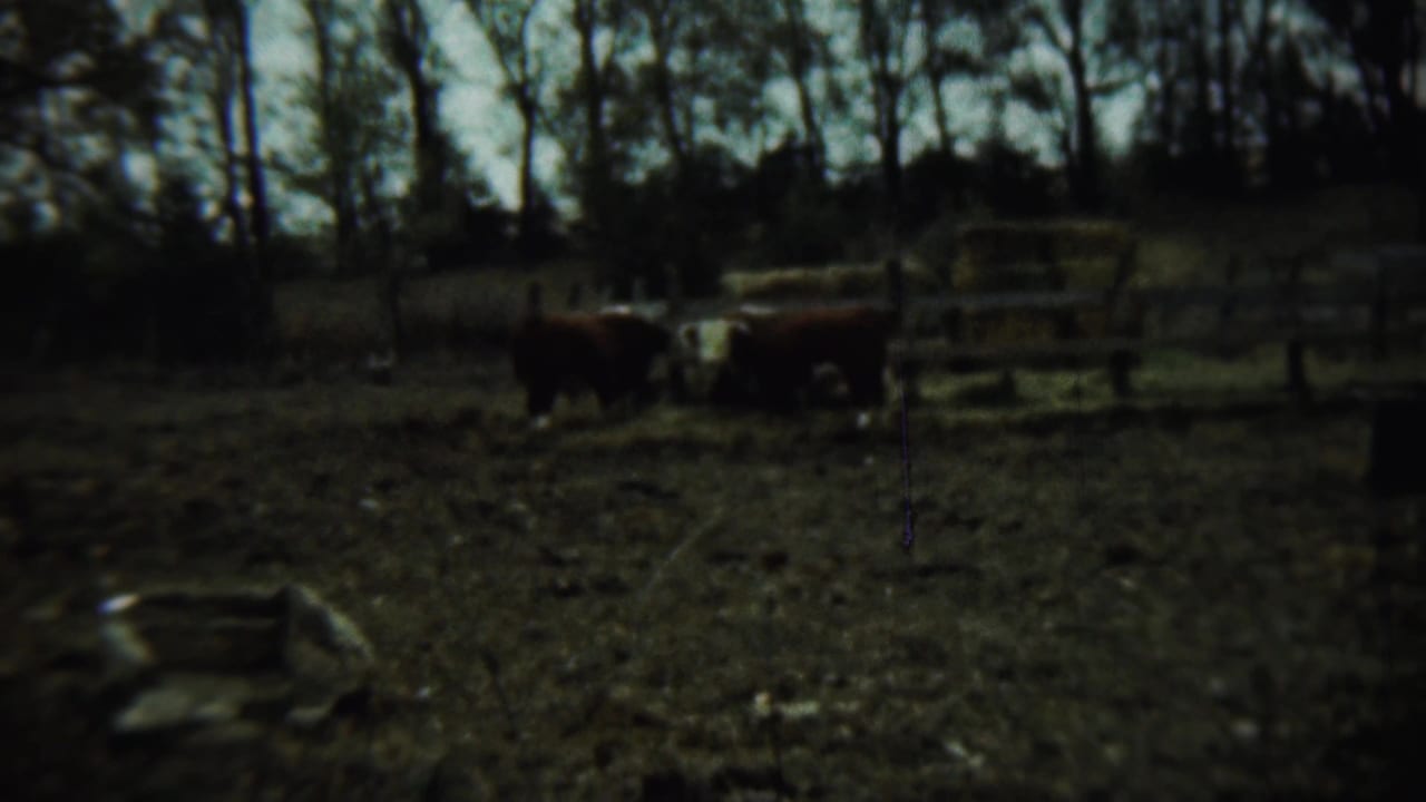 Brown and white cattle stand in a fenced farmyard with trees and hay in the background.
