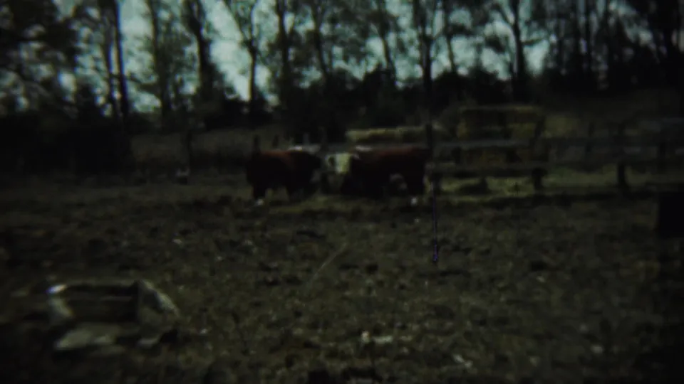 1959 Chadron, Nebraska farmyard view with Hereford cattle near wooden fencing and stacked hay in soft 8mm color.
