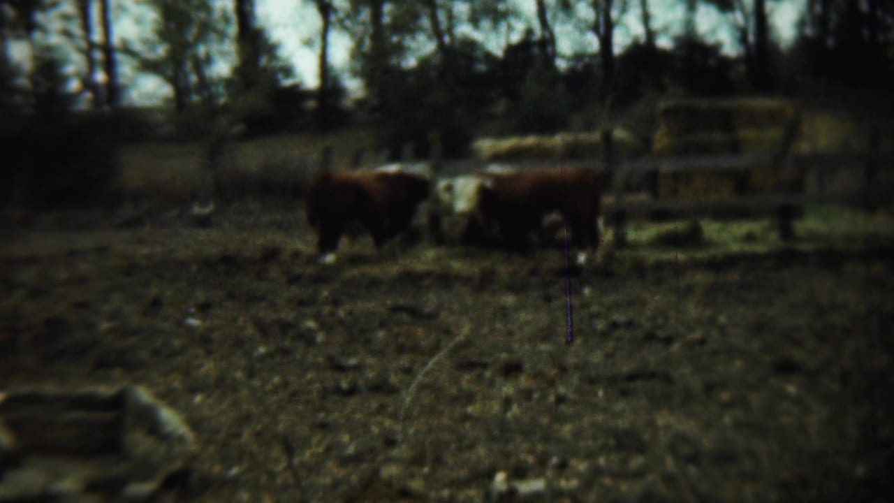 Several cattle are spread across a fenced yard with hay bales behind them.