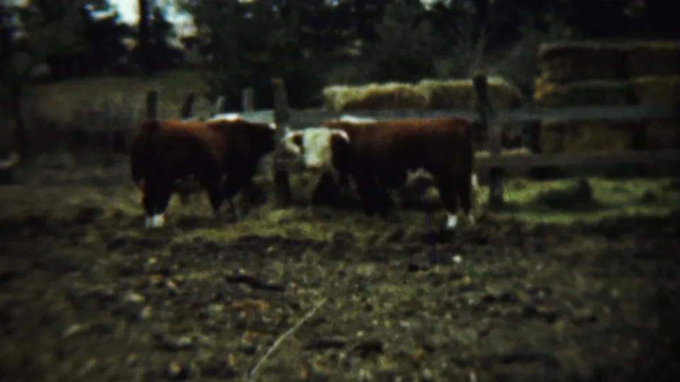 Two Hereford cattle graze near a wooden fence and hay stack in a 1959 Chadron, Nebraska farmyard scene.