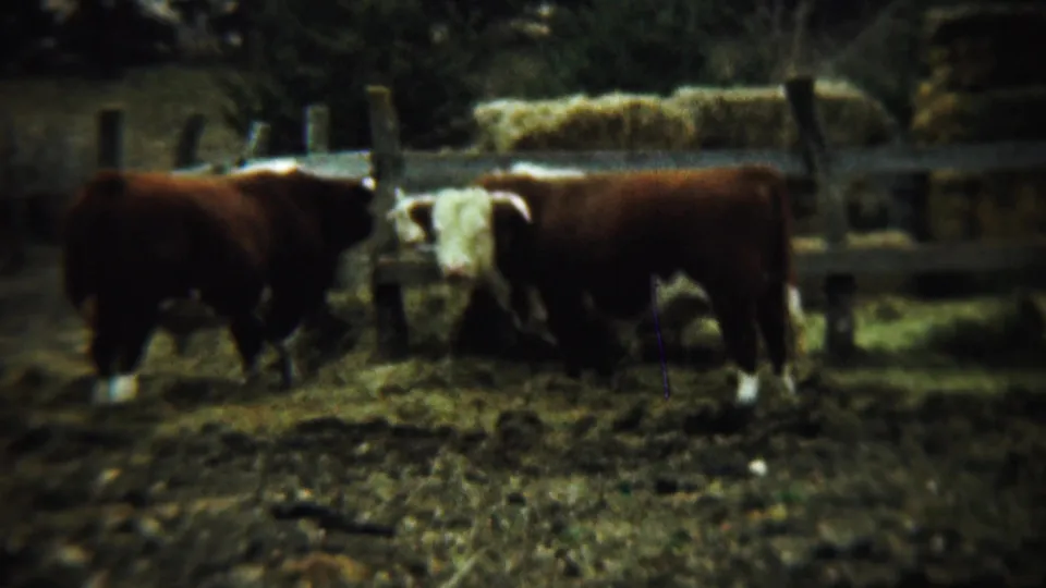 Close farmyard view of two Hereford cattle near fence posts and hay in metadata-supported 1959 Chadron, Nebraska footage.