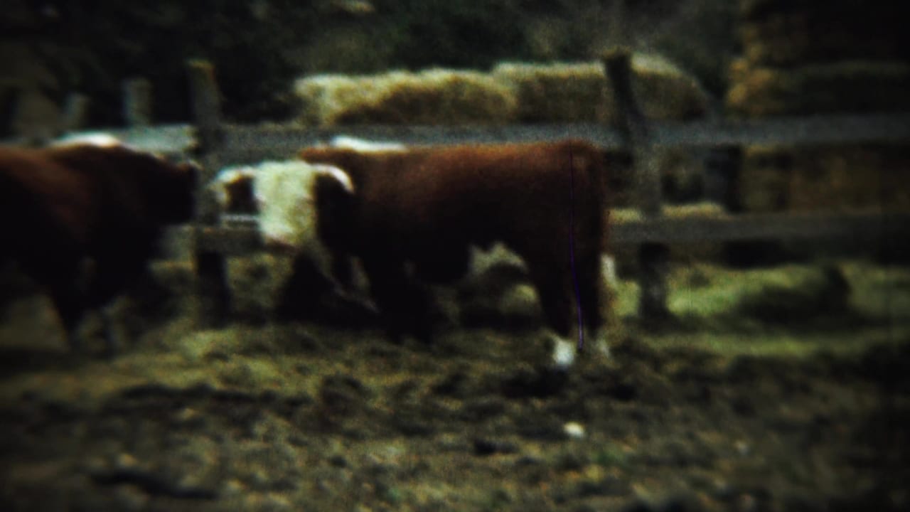 Horned brown cattle stand in a muddy corral near a wooden fence and hay stacks.