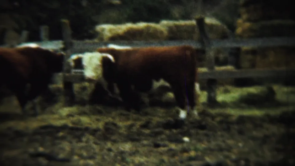 1959 Chadron, Nebraska 8mm frame showing horned brown cattle in a muddy farm enclosure with hay stacked behind a wooden fence.