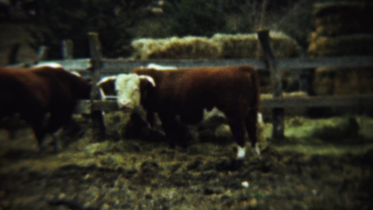 Two horned brown cattle stand apart in a fenced muddy enclosure with hay behind them.