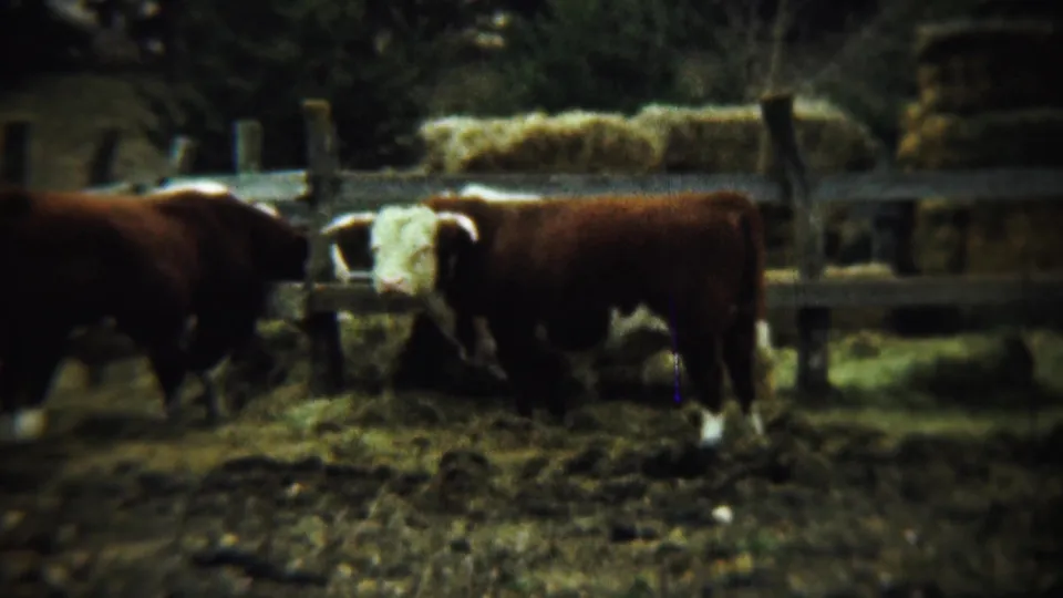 1959 Chadron, Nebraska frame showing a white-faced horned cow in a muddy corral, with another brown cow at the edge of the frame.