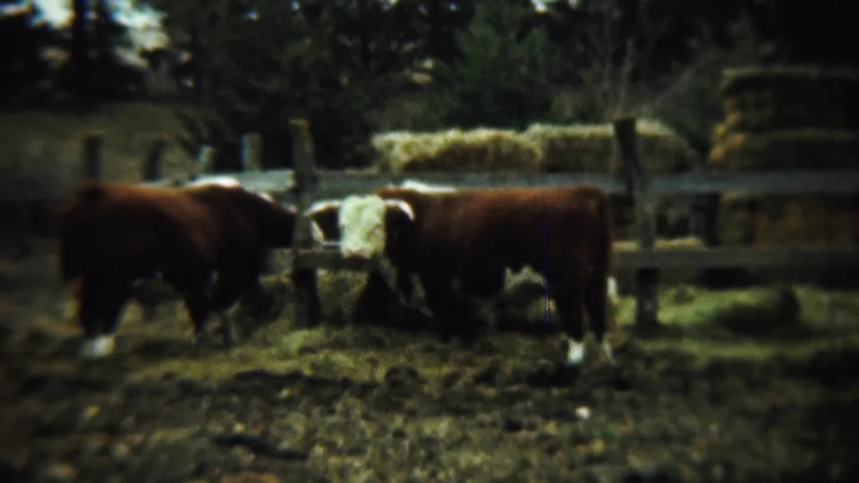 1959 Chadron, Nebraska 8mm frame with brown horned cattle in a muddy enclosure beside stacked hay and wooden fencing.