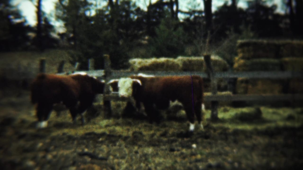 Two Hereford cattle stand in a muddy pen near a wooden fence and hay bales.