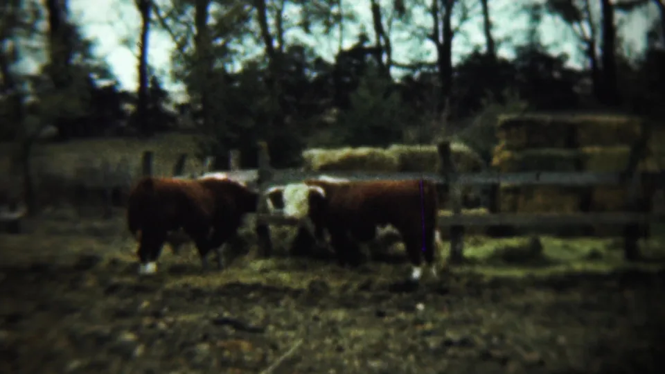 A static 1959 8mm view of Hereford cattle standing near hay bales in a rural Chadron, Nebraska enclosure.