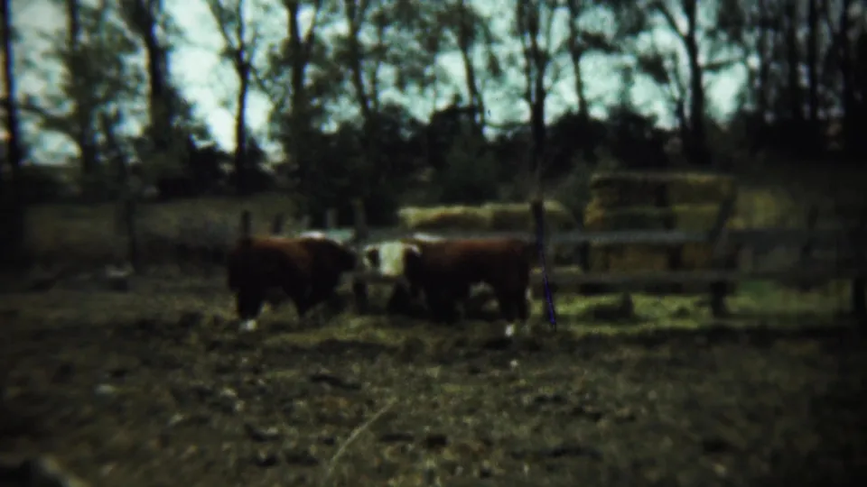 Hereford cattle are seen at a distance in a muddy Chadron, Nebraska farm pen, with stacked hay and bare trees behind.