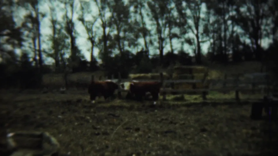 Two Hereford cattle stand in the farm pen near hay bales and fencing in the final 1959 Chadron, Nebraska frame.