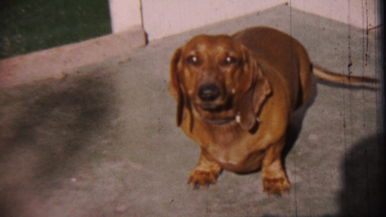 Brown dachshund standing on a concrete porch near a pale wall and dark doorway.