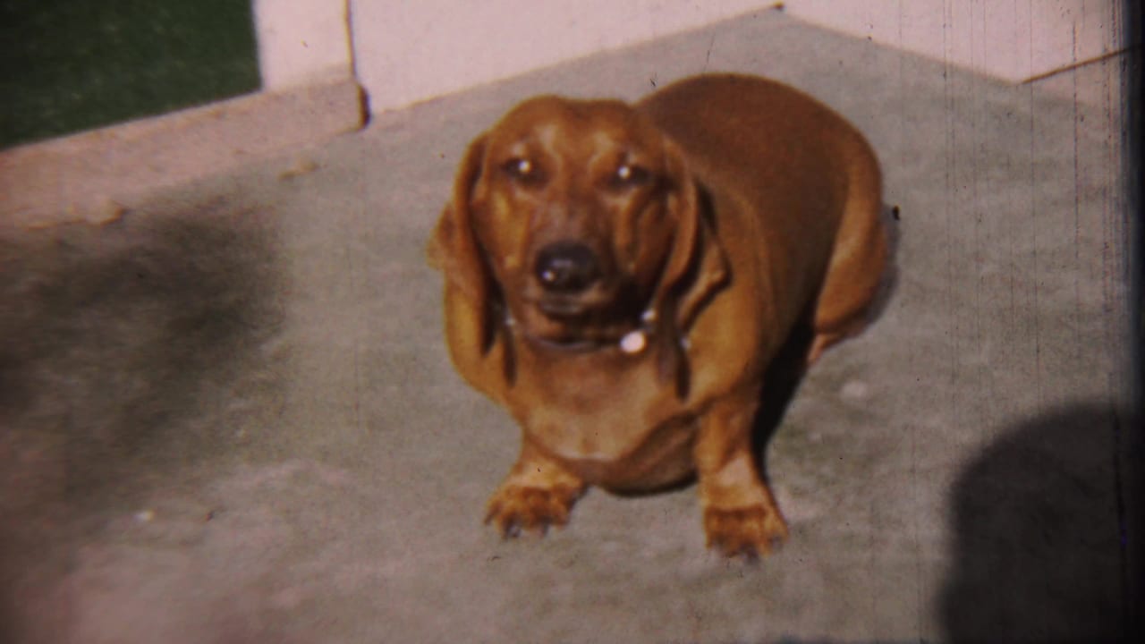 Brown dachshund facing forward on a porch with a pale wall behind it.