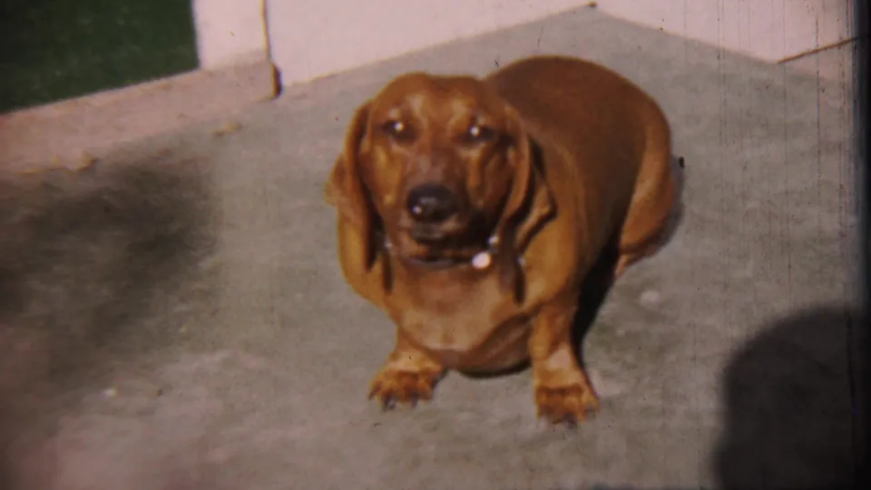 Brown dachshund remains on the porch in the 1959 Kansas home movie, looking forward with its tail partly visible.