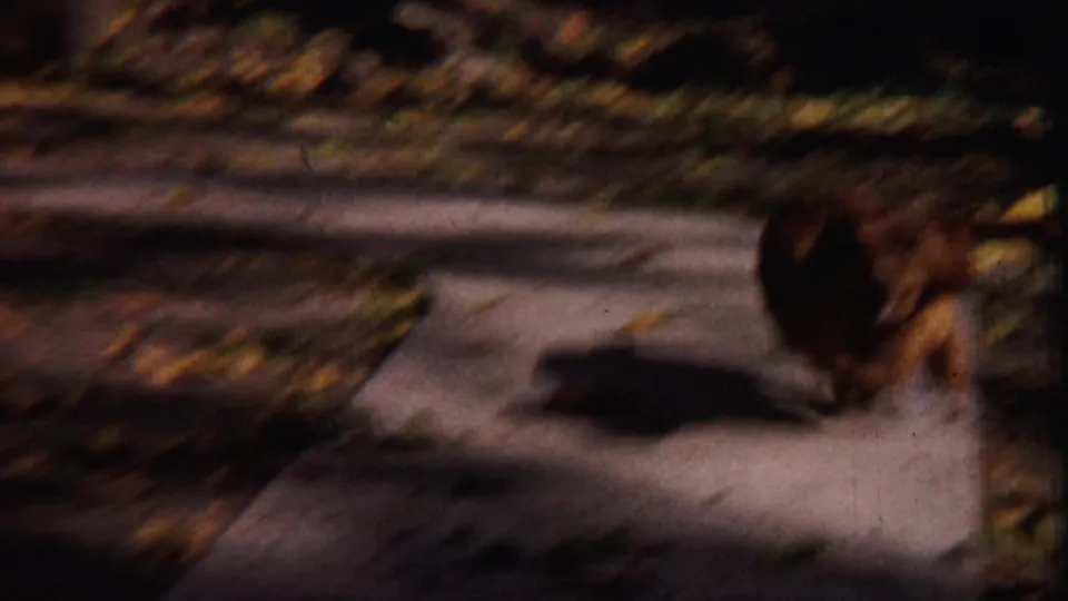 The dachshund is blurred in motion on the porch or walkway, with leaves and shadow visible in the home-movie frame.