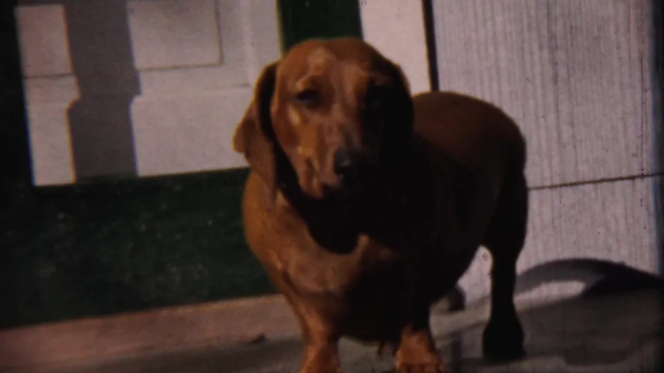 Brown dachshund stands near a doorway and wall in the 1959 Cheyenne County, Kansas footage, partly shaded by strong sunlight.