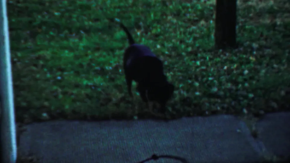 A black dog stands near grass and a textured sidewalk in a shaded outdoor area, continuing the 1959 Saint Francis home-movie scene.
