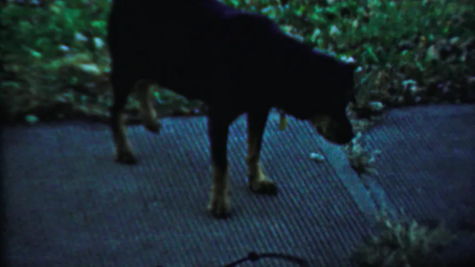 A black dog steps along a textured sidewalk beside grass and low foliage in the Saint Francis, Kansas home-movie footage.
