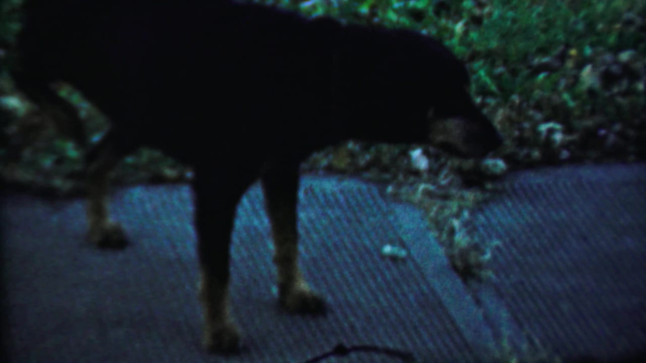 Dark dog moves along textured pavement near grass in Saint Francis, Kansas 1959 home-movie footage.